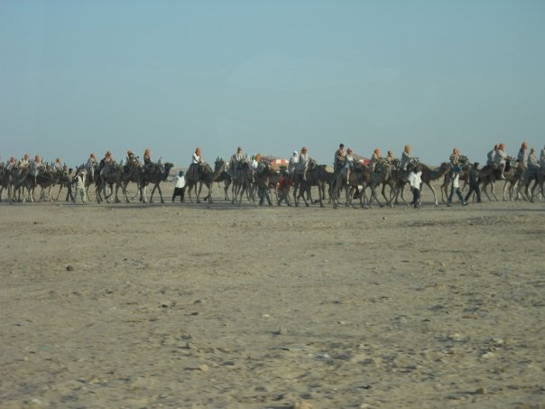 Camel train Sahara Desert Tunisia — Two for the Row'd